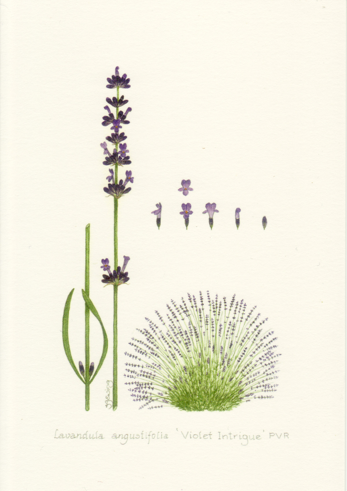 Individual Lavender Greeting Card