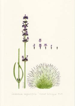 Individual Lavender Greeting Card